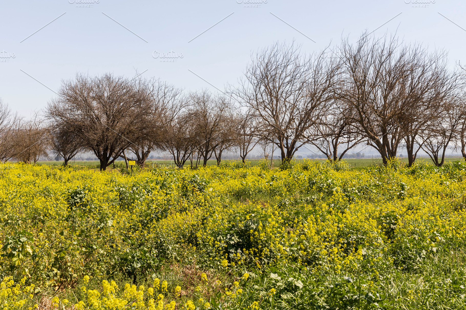 Mustard bloom near Hula Lake, a Nature Photo by Imaginarium