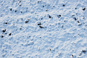 Snow_5, a Textures & Material 3D Model by 2dawngames (Thumbnail 1 of 2)