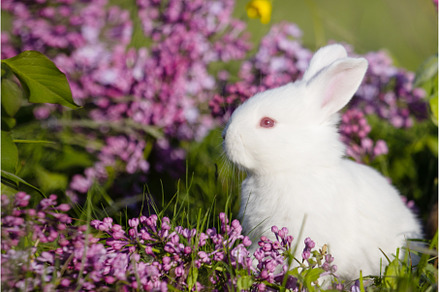 spring white rabbit sits in flowers, an Animal Photo by Pakosta