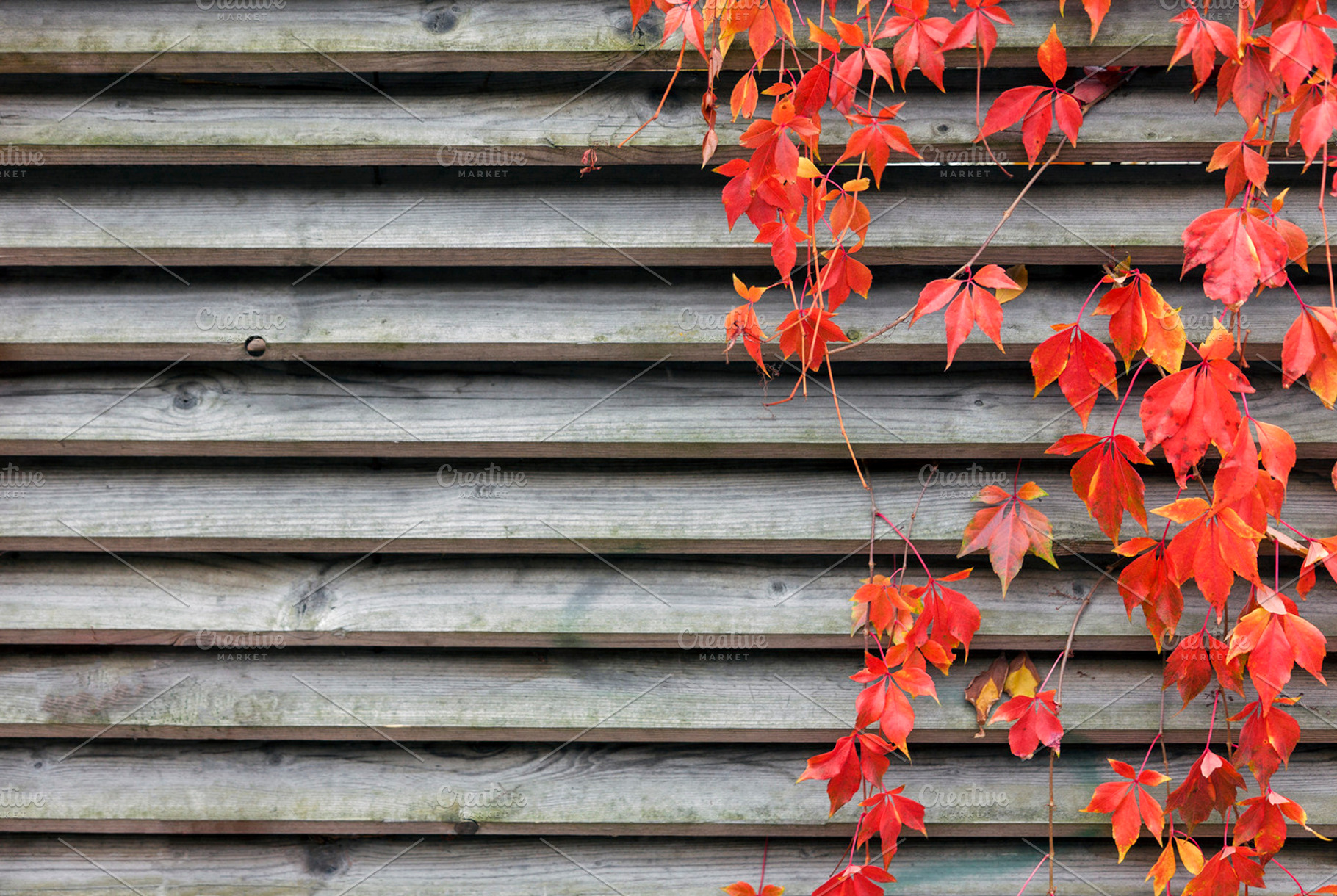 Red creeper on wooden wall, a Nature Photo by BOOCYS