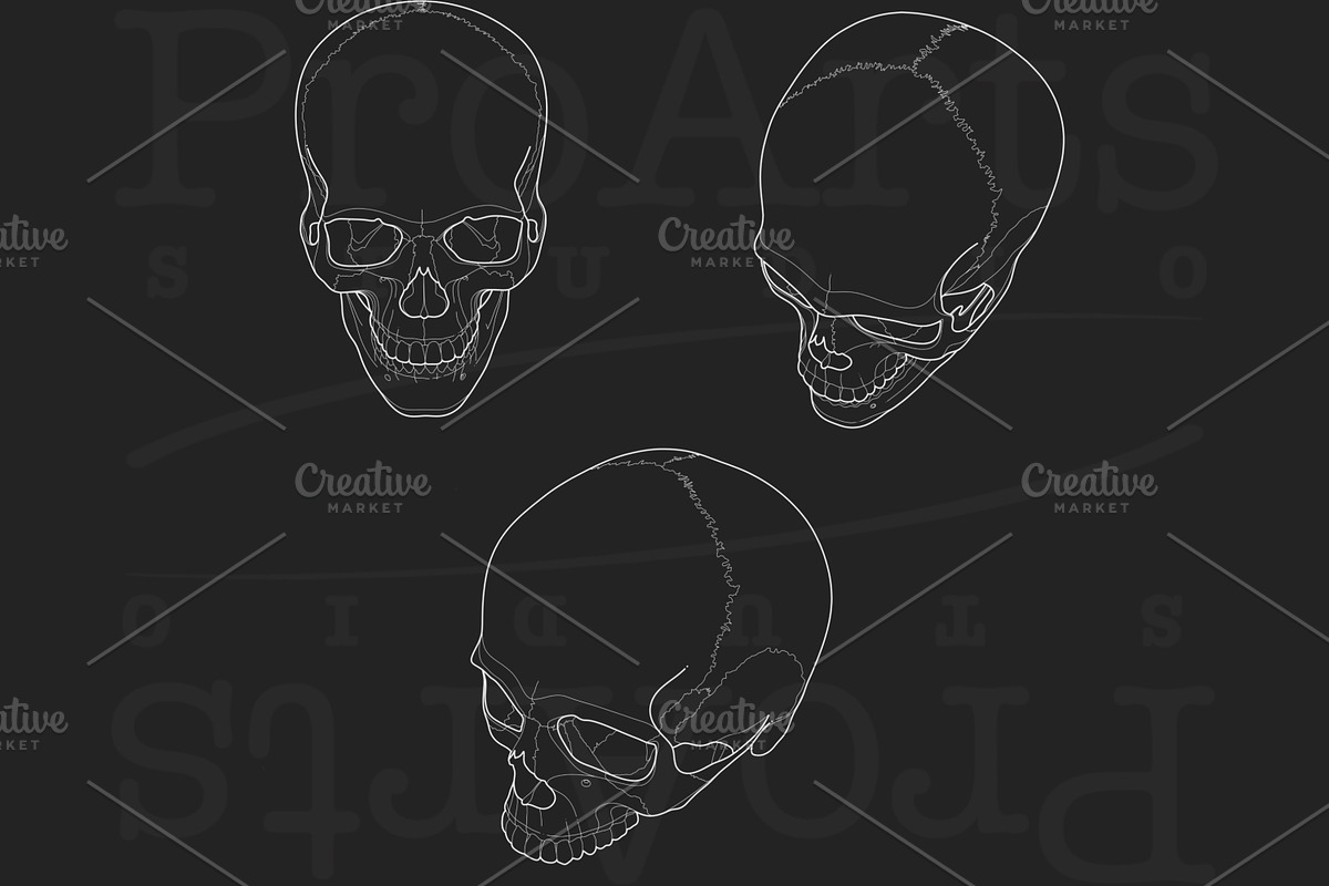 Human Skull Brush Stamp Set, a Brush Add-On by Lucrumplus (Photo 2 of 4)