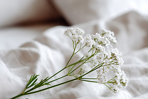 Delicate white wildflowers resting, a Background Photo by MistyDay