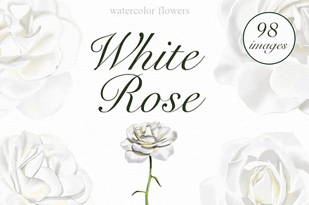 White Rose watercolor clip art