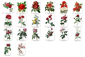 Vintage Roses Clipart