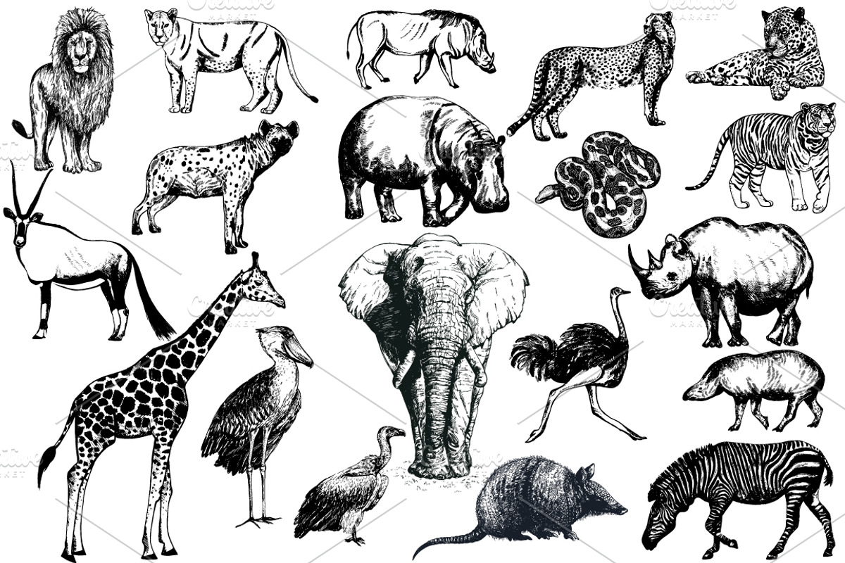Wild Animals 3, an Animal Illustration by Ecaterina Sciuchina (Photo 1 of 5)
