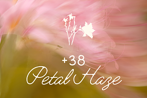 +38 Petal Haze Dreamy Blurred Flower