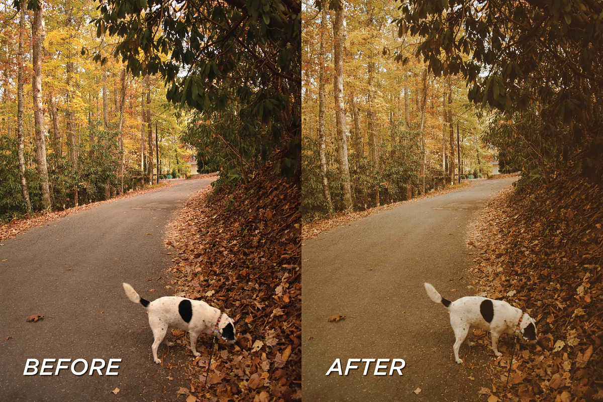 25 Fall Film Lightroom Presets, a Preset Add-On by TheWayfarerShoppe (Photo 5 of 7)