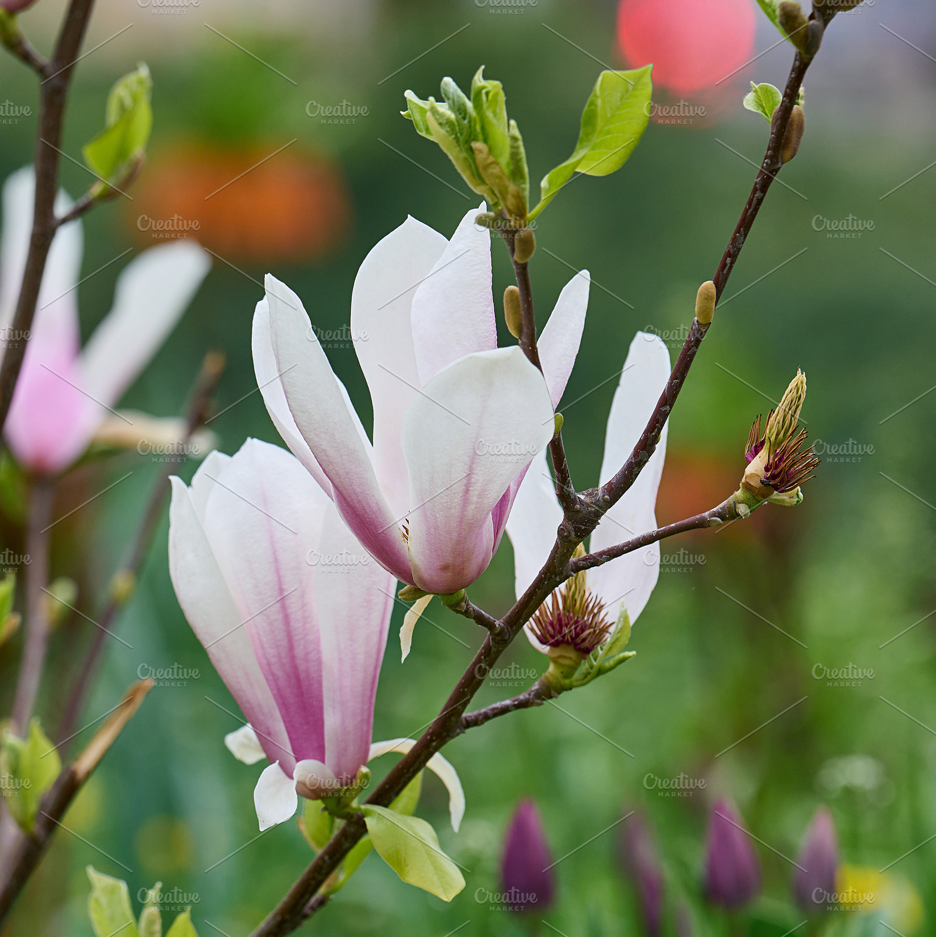 Branches of blooming magnolia with white and pink petals, a Nature Photo by ndanko