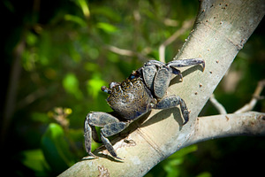 Crab, an Animal Photo by THP Creative