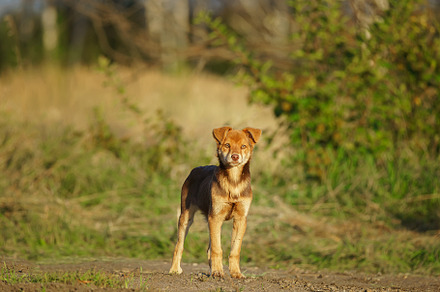 Cute and alert red puppy sitting in, an Animal Photo by AlexBush