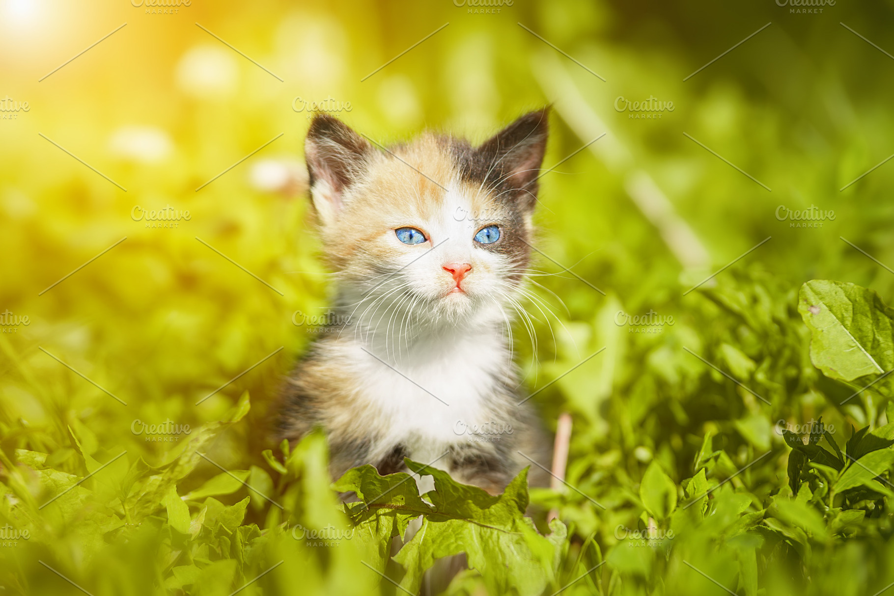 red kitten in green grass., an Animal Photo by AlexBush