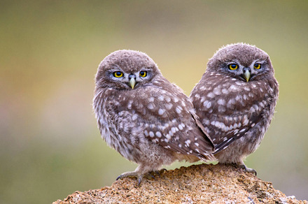 Two young little owls featuring animal, athene, and background, an Animal Photo by MriyaWildlife