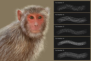 Fur Photoshop Brushes v2, a Brush Add-On by Mohamed Saber (Thumbnail 4 of 6)