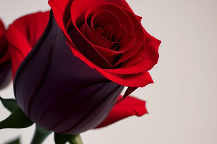 Red Roses photograph, a Wallpaper Photo by ComfortQ