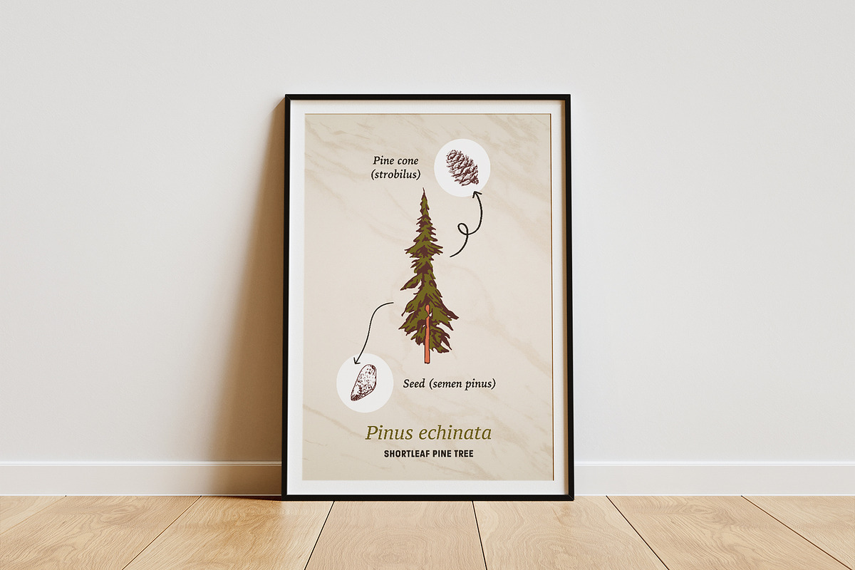 Vintage Pine Forest | Illustrations, an Object Illustration by Max Lockwood (Photo 17 of 18)