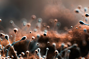 52 Fictional Microscopic Organisms, an Abstract Photo by h.utomo (Thumbnail 45 of 52)
