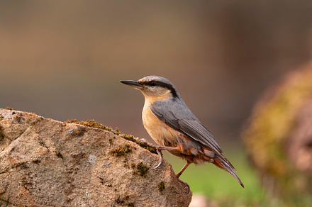 Eurasian nuthatch perching on a tree., an Animal Photo by CreativePhotoSpain