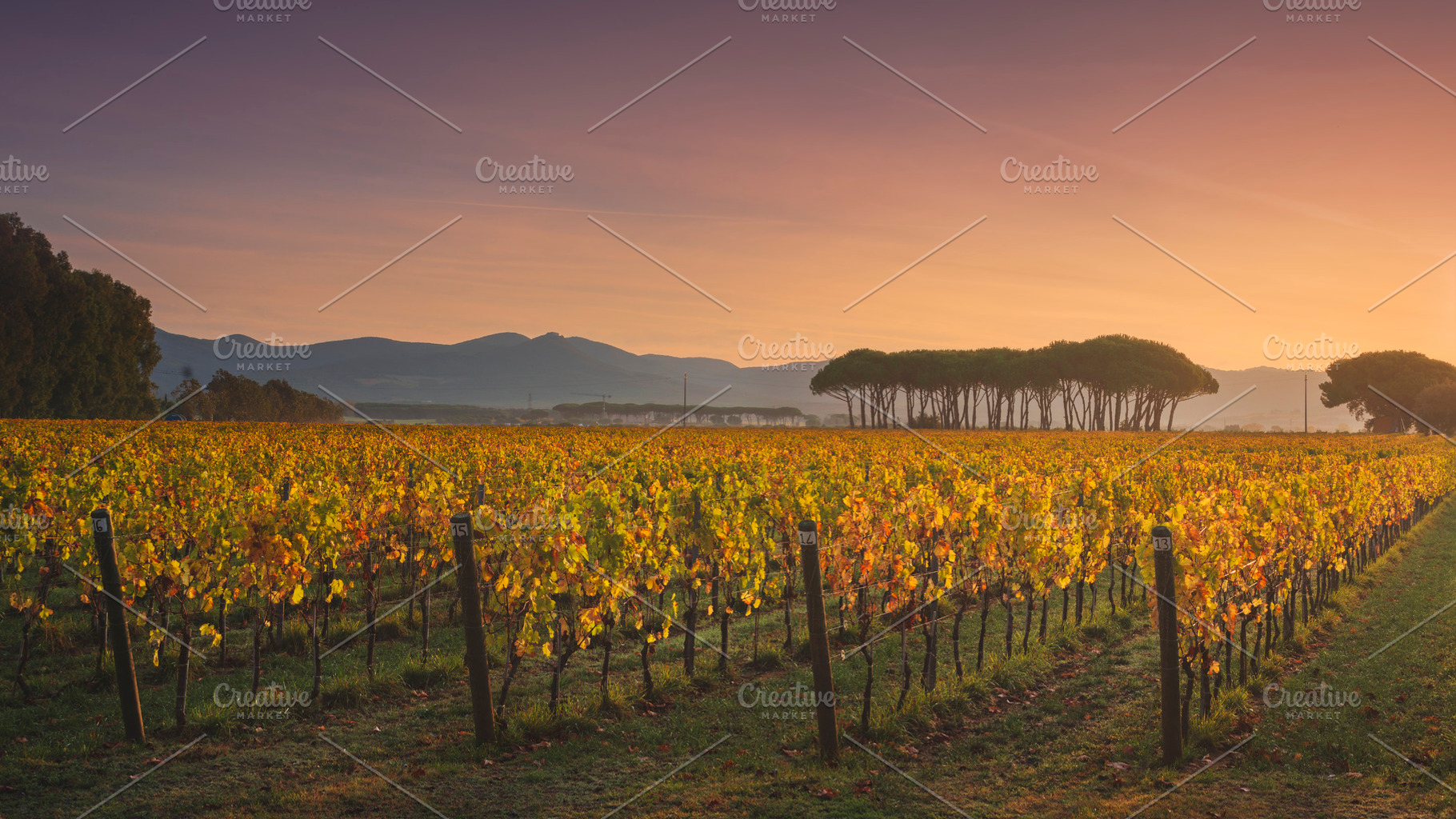 Bolgheri vineyard and pine trees, a Nature Photo by Stefano Orazzini