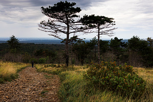 Trees on the way to the top of the mountain, a Nature Photo by Bepslabor