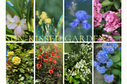 Blurry Flowers Abstract Backgrounds, a Background Graphic by Yuliya Derbisheva (Thumbnail 7 of 15)