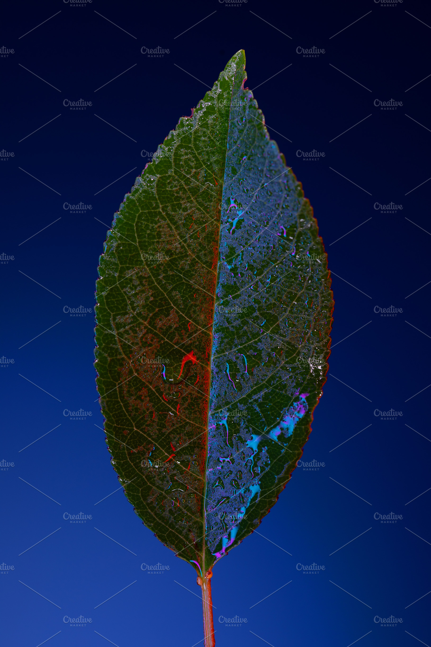 Close-up of a vibrant green leaf highlighted with red and blue l, a Nature Photo by Ales Munt