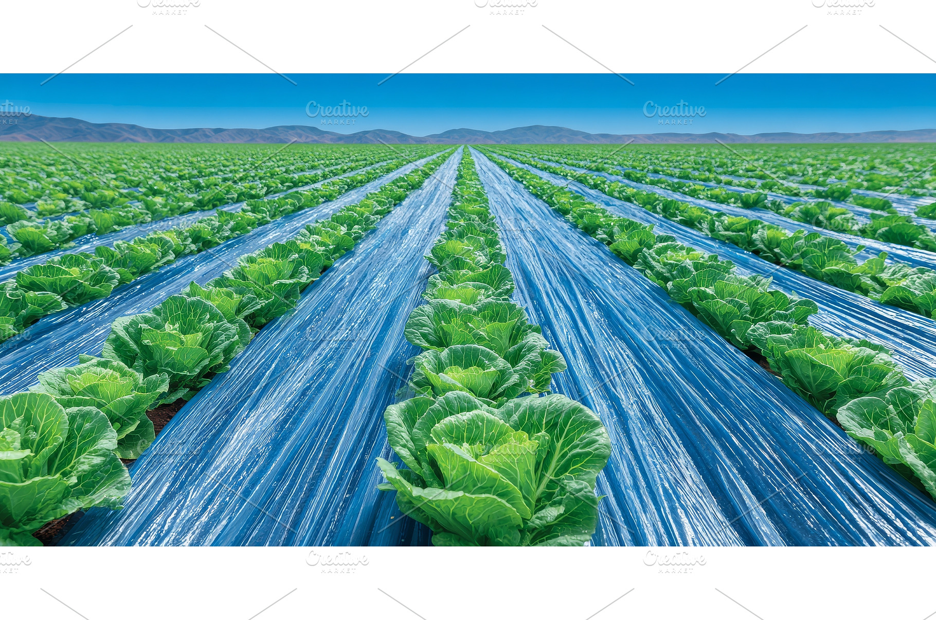 Agriculture and farming in Ukraine's, a Nature Photo by ZinetroN