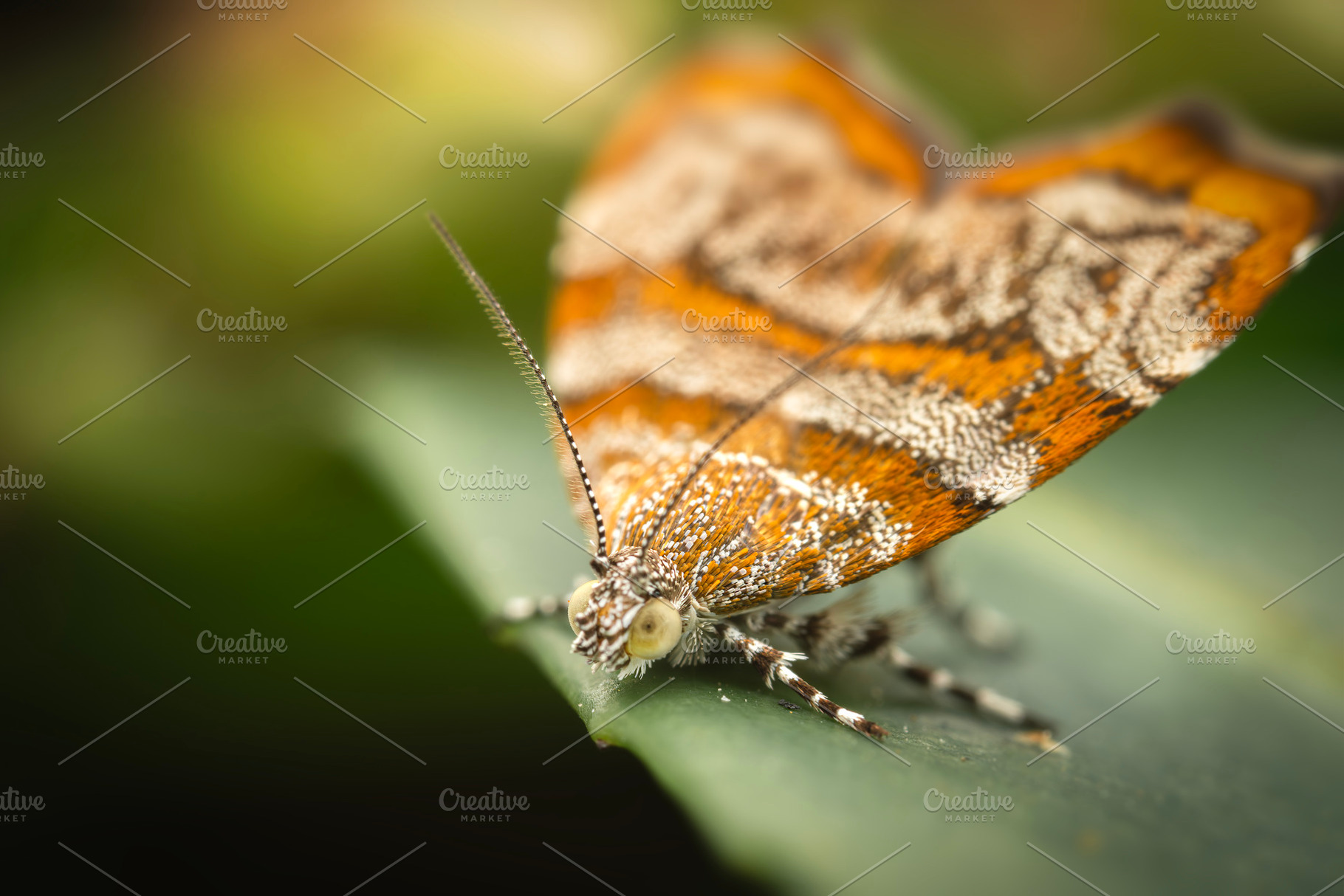 Metalmark Moth, a Photo by Rob D Animal Photography