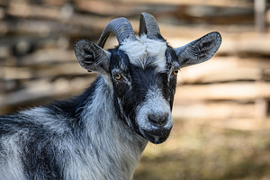 Domestic goat with horns walking outdoors on a farm, an Animal Photo by ndanko