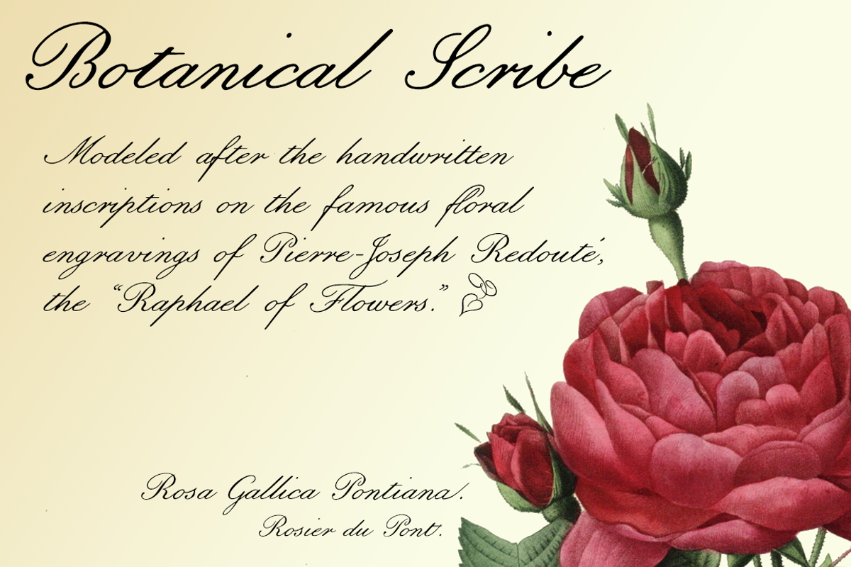 Botanical Scribe, a neat old pen font. preview 3
