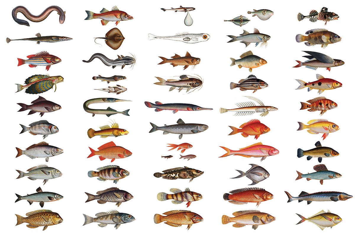 500+ Vintage Fish Illustrations, an Illustration by Dene Studios (Photo 7 of 15)
