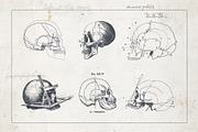 Craniometry, an Object Graphic by Sick Optix (Thumbnail 5 of 8)
