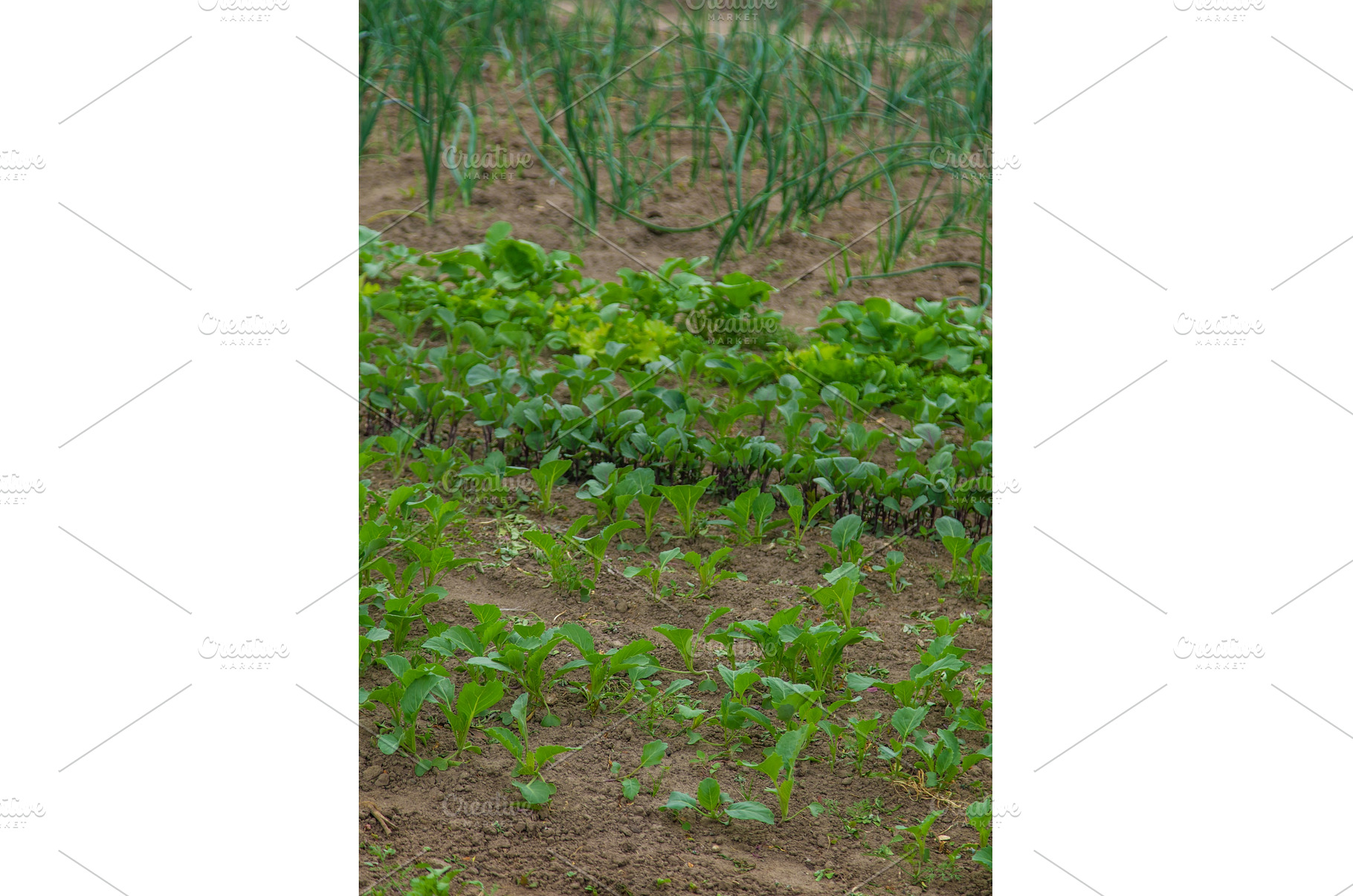 Vegetable garden growing lettuce and, a Nature Photo by yanadjana
