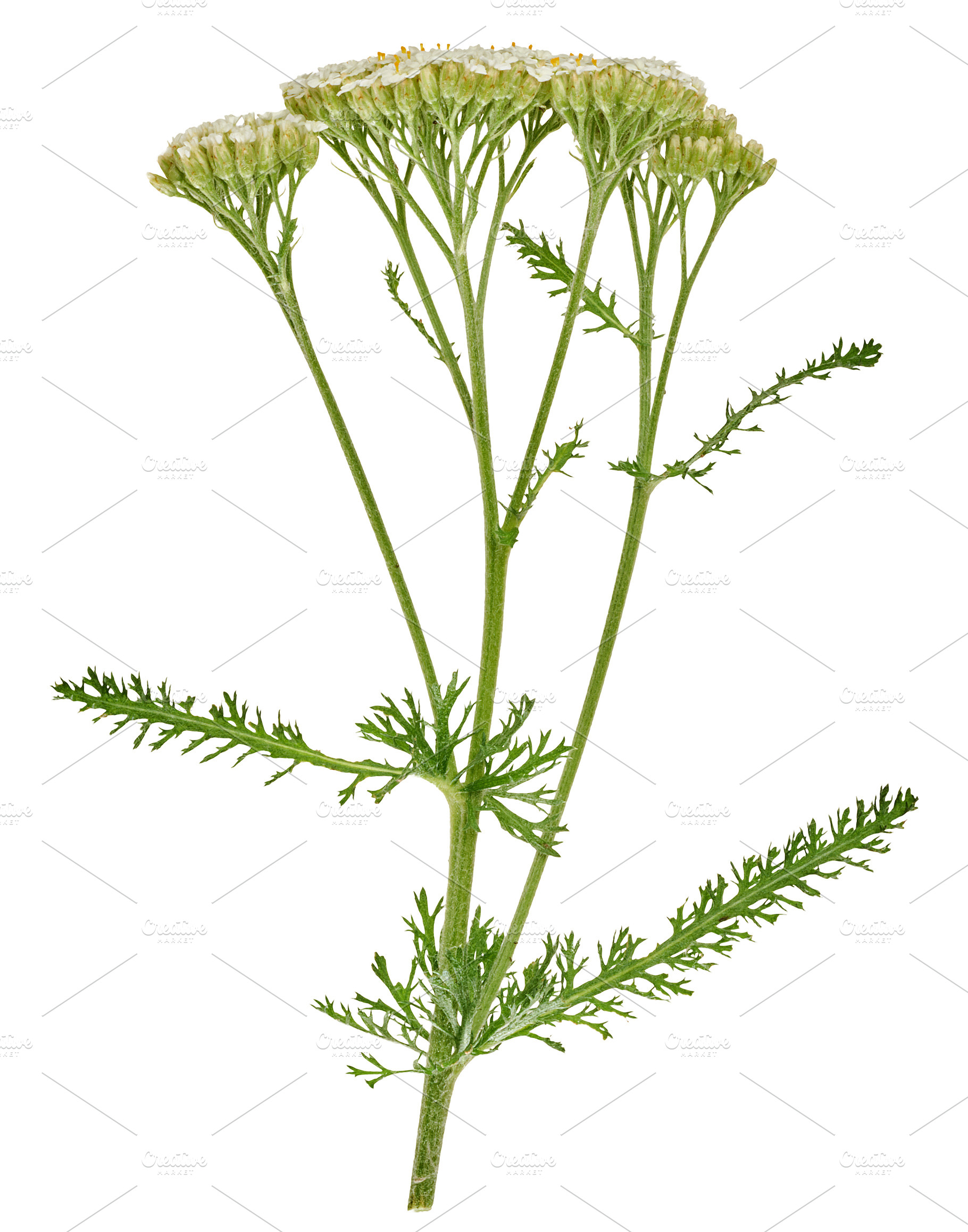 A branch of flowering yarrow with green leaves on isolated backg, a Nature Photo by ndanko