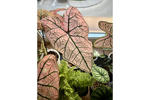Beautiful caladium Spring Fling pink, a Nature Photo by Nadzin
