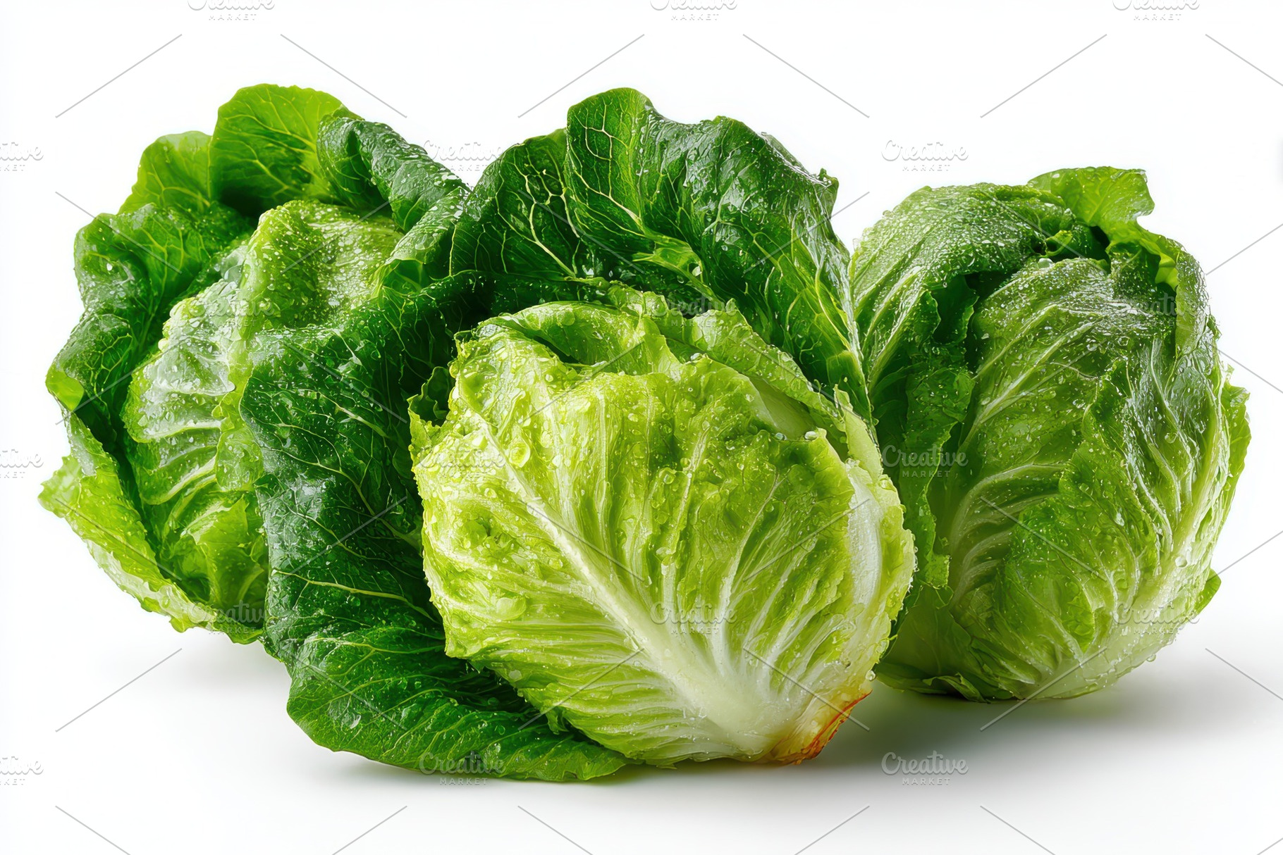 Fresh Green Lettuce Heads Dew Drops, a Photo by Pixeness Studio