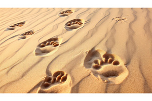 pet dog foot print ai generated, an Animal Photo by pikepicture
