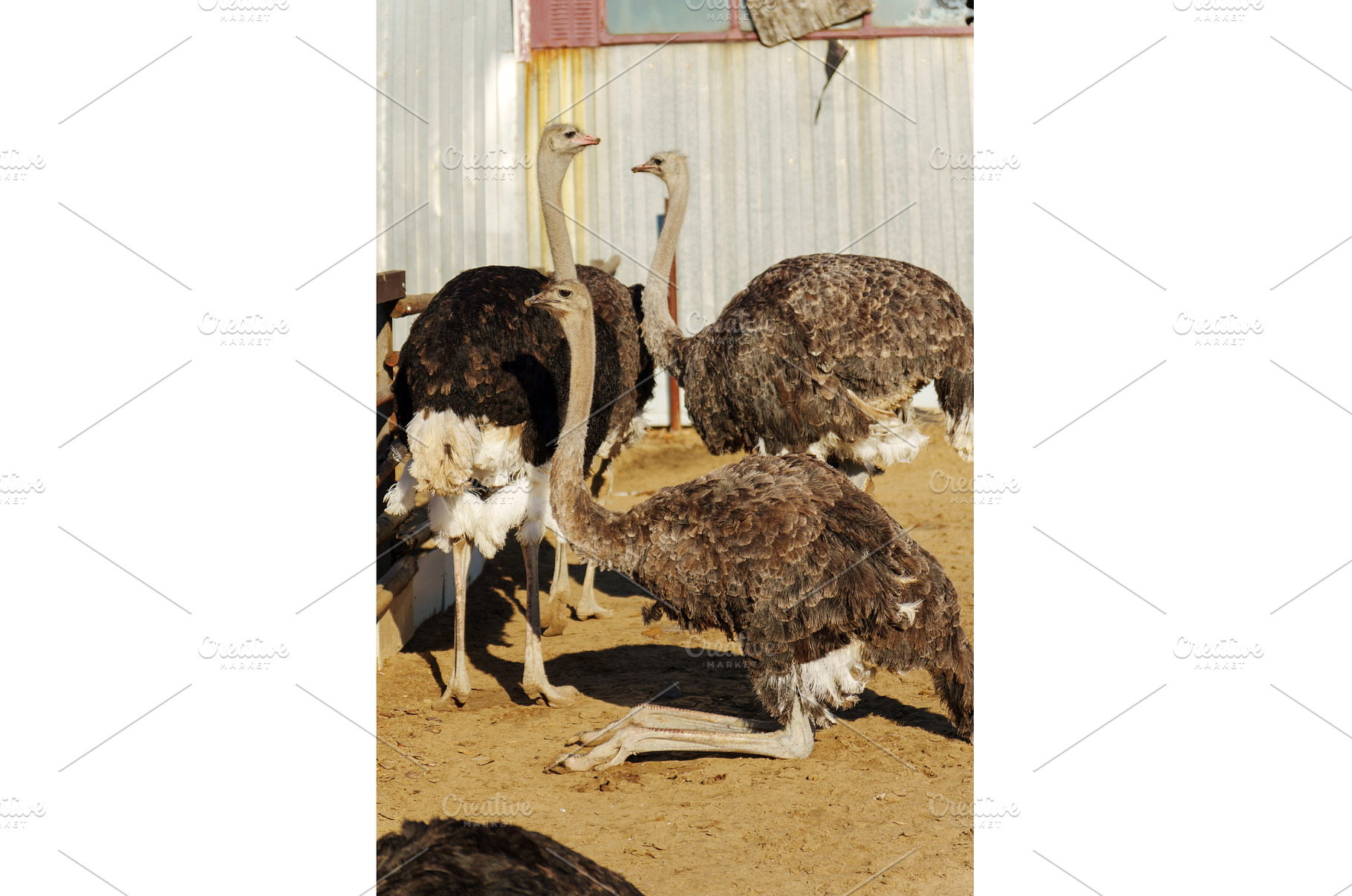 Ostriches gather in a dusty farmyard, an Animal Photo by darksoul72