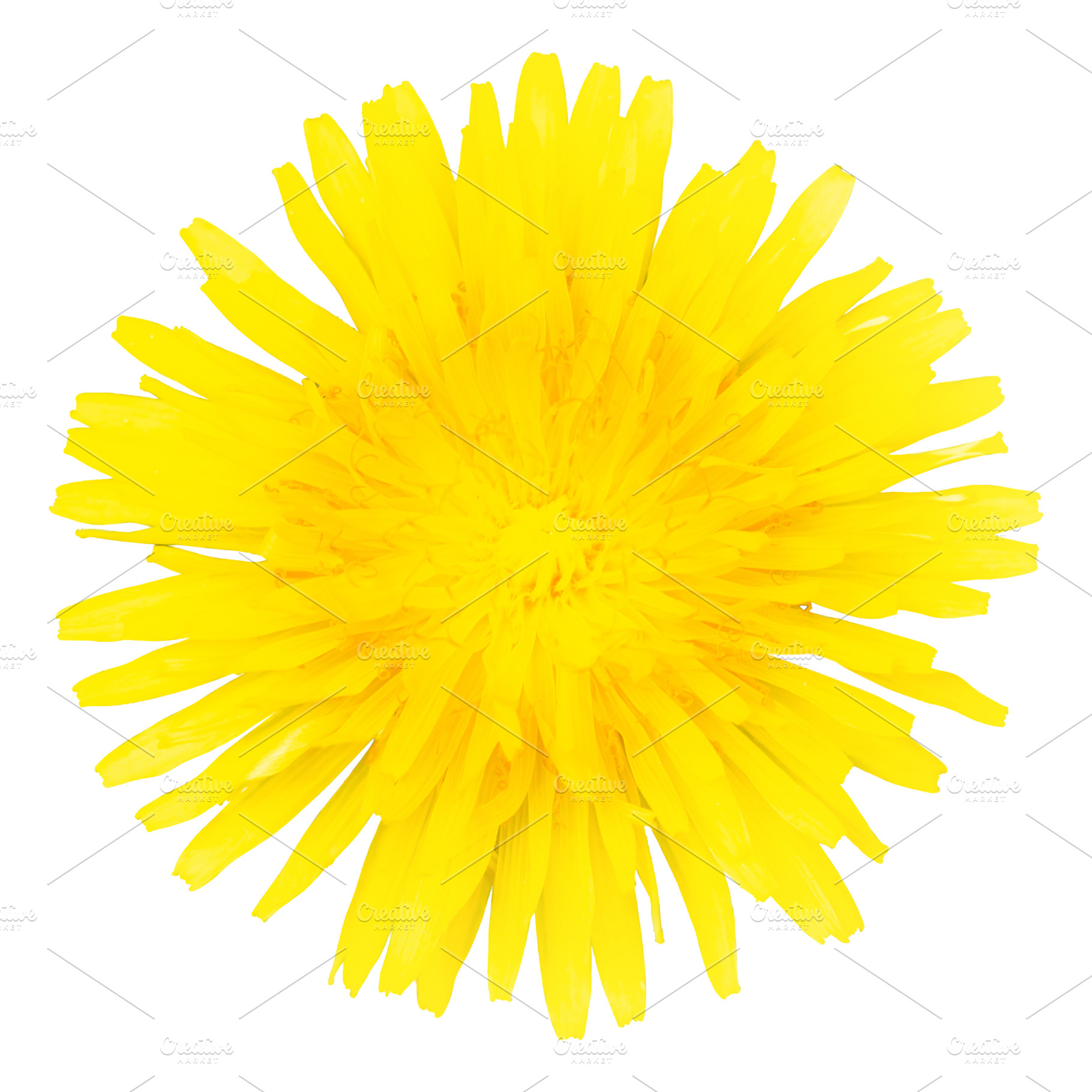Dandelion yellow flower, a Nature Photo by Vapi