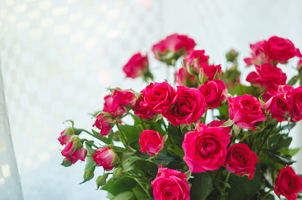 background of the many delicate little pink roses, a Nature Photo by TanaCh