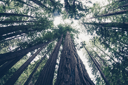 Usa featuring woods, muir, and national, a Nature Photo by Pabkov