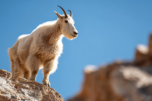Majestic mountain goat on rocky ledge, an Animal Photo by AlyaAnd