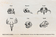 Hand-drawn Vector Skull Illustration, an Animal Illustration by Galaxybomb (Thumbnail 2 of 3)
