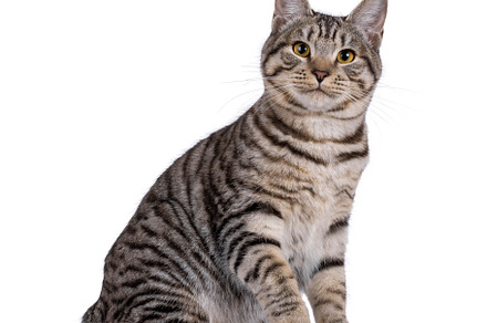 Kurilian Bobtail cat on white