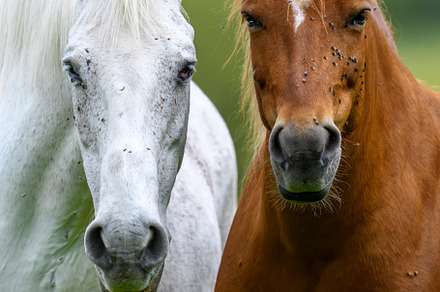 White and brown horse on summer field, an Animal Photo by Byrdyak