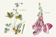 Vintage Flower Illustrations Bundle, an Illustration by Greta Ivy (Thumbnail 51 of 62)