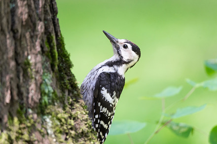 woodpecker in the park on a tree, an Animal Photo by AlexBush