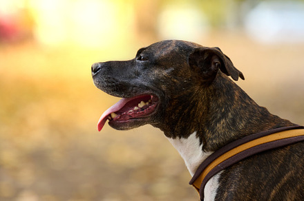 Adult brown American Pit Bull Terrier stands in an autumn park a, an Animal Photo by ndanko