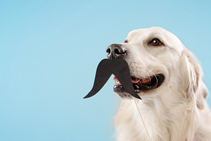 Portrait of golden retriever dog with black fake mustache on stick isolated ove, a Photo by Prostock-Studio