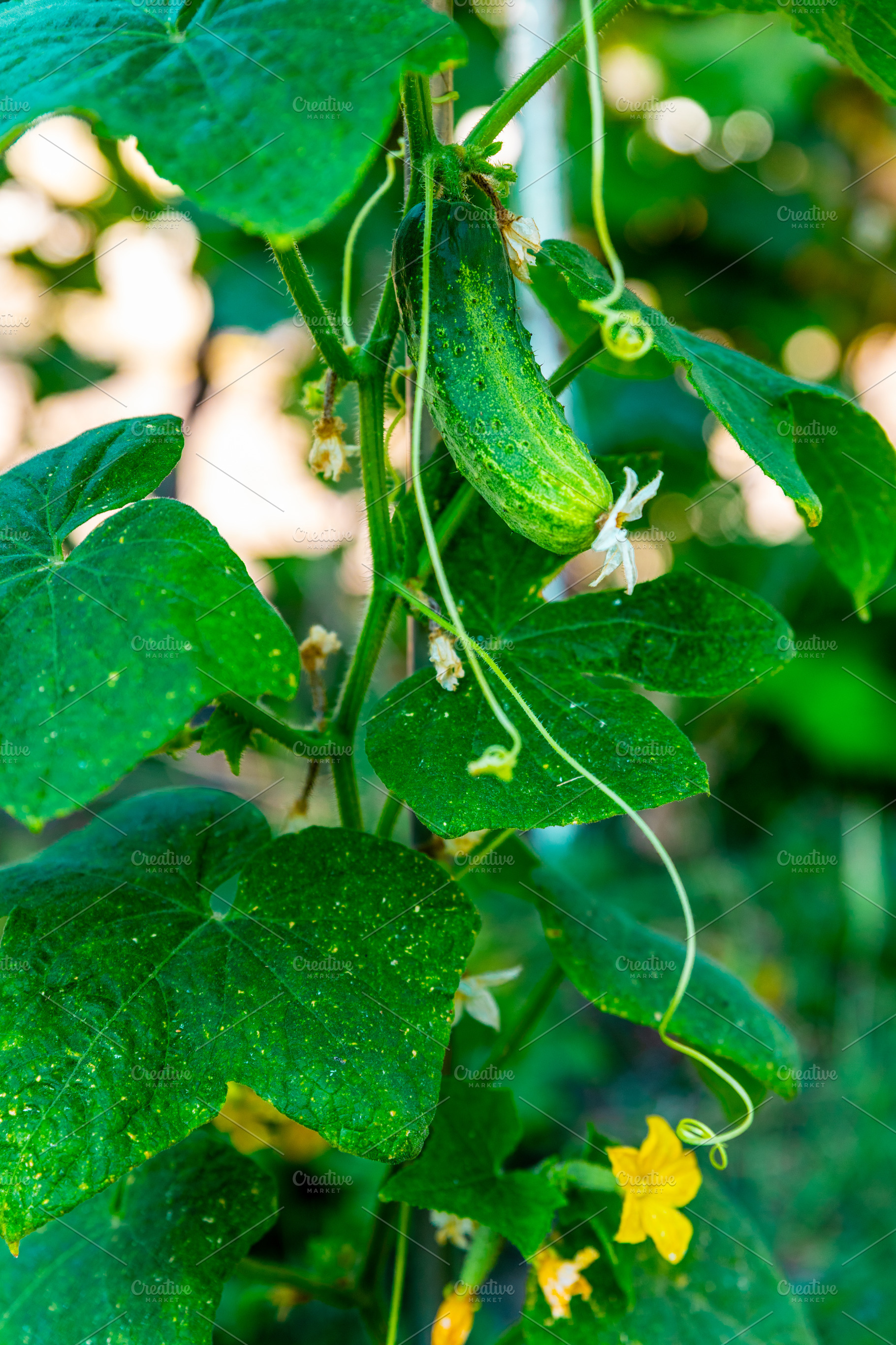 Cucumber Growing on Vine, a Nature Photo by Ales Munt