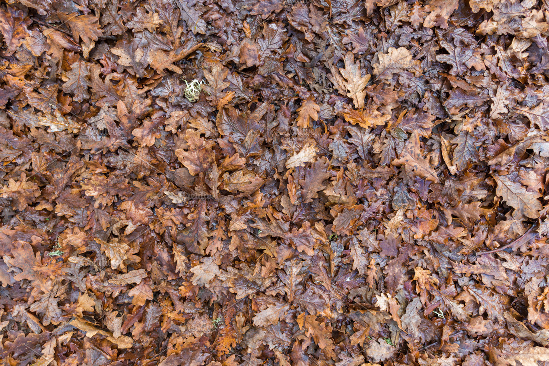 Dry leaves texture., a Background Photo by Josfor photos